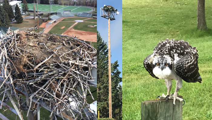 Osprey Nest