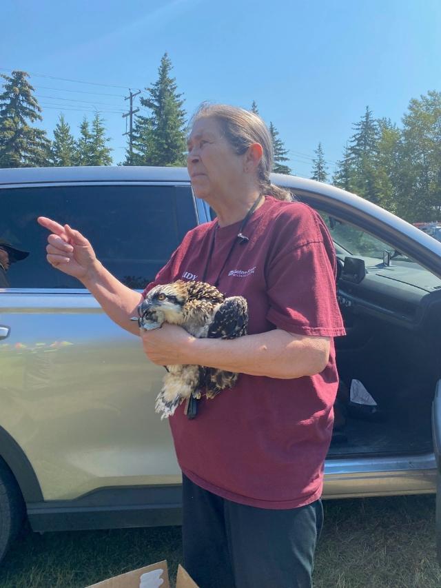 Medicine River Wildlife specialist holding baby Osprey