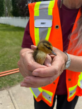 Medicine River Wildlife employee holding duckling 2
