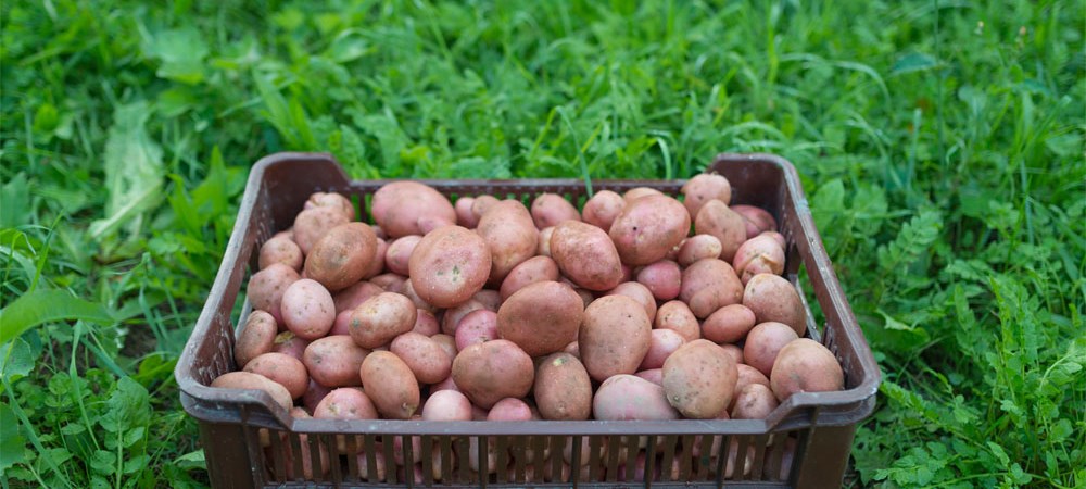 Share vegetables from your garden